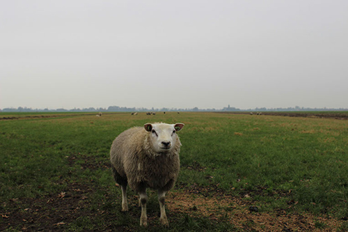 schaap onder de rook van Utrecht