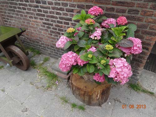 bloemen op de boerderij